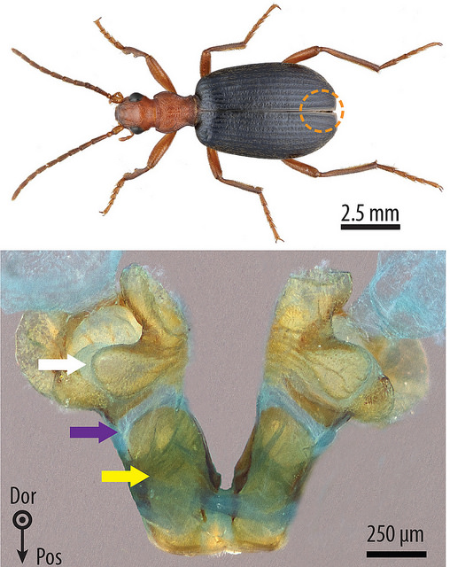 Top: The bombardier beetle can aim its noxious spray from two separate rear glands. Bottom: This colored scanning electron microscope image shows the structure of the two glands. To protect the beetle’s insides, the chambers holding the chemicals are lined with a thick layer of protective cuticle, shown in brown. Areas with less cuticle—and more flexibility—are shown in blue.