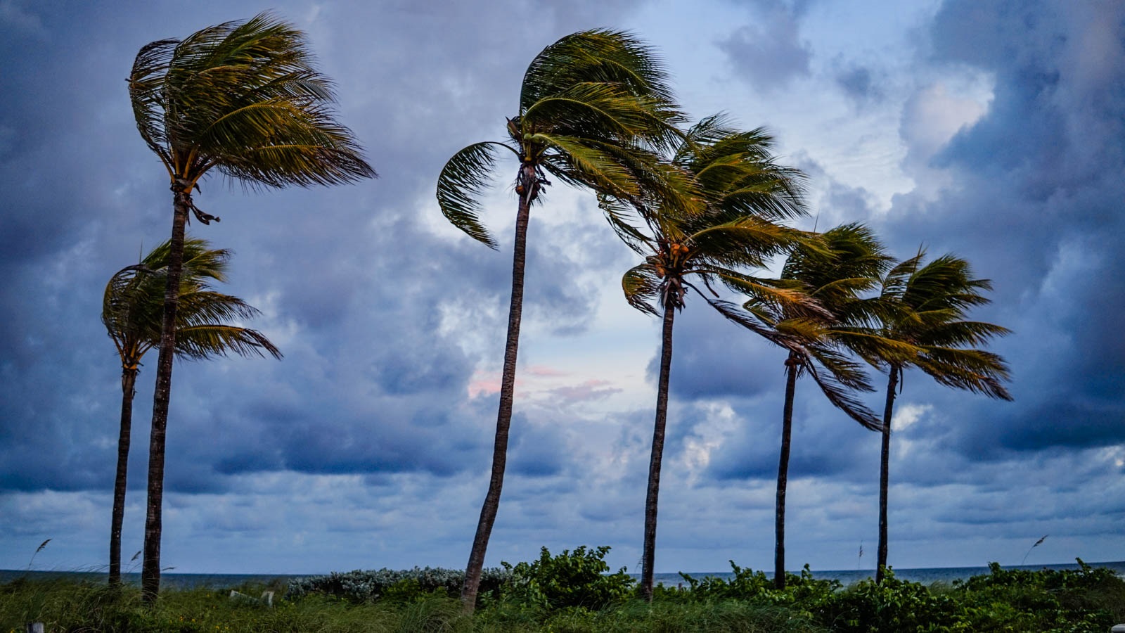 Palm trees blowing in the wind against stormy sky. (Image by Shutterstock/Leonard the Food Guy.)