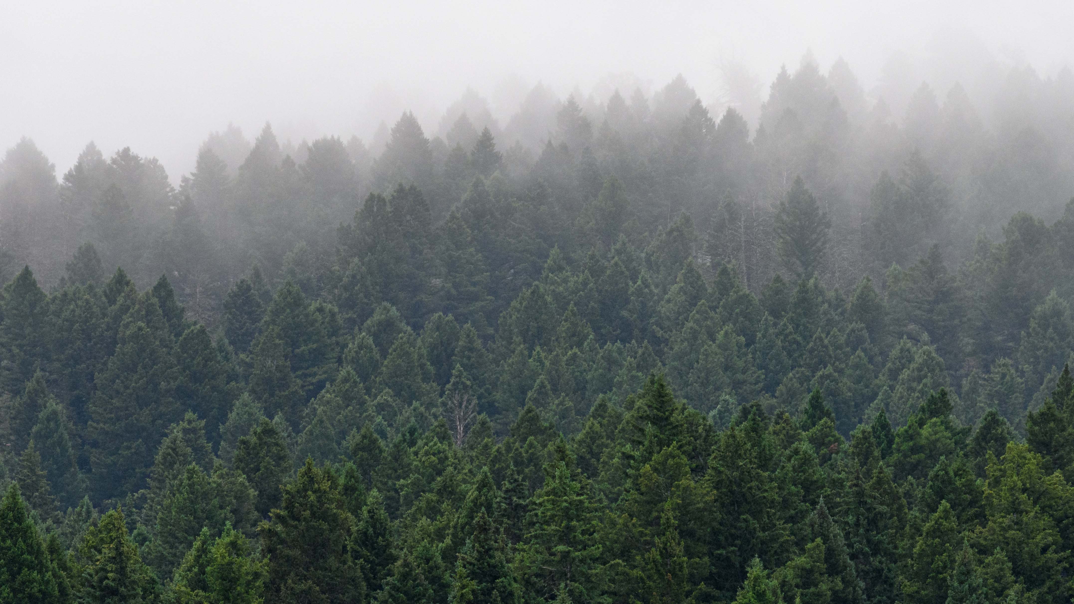 Photo of trees in a forest on a cloudy, foggy day