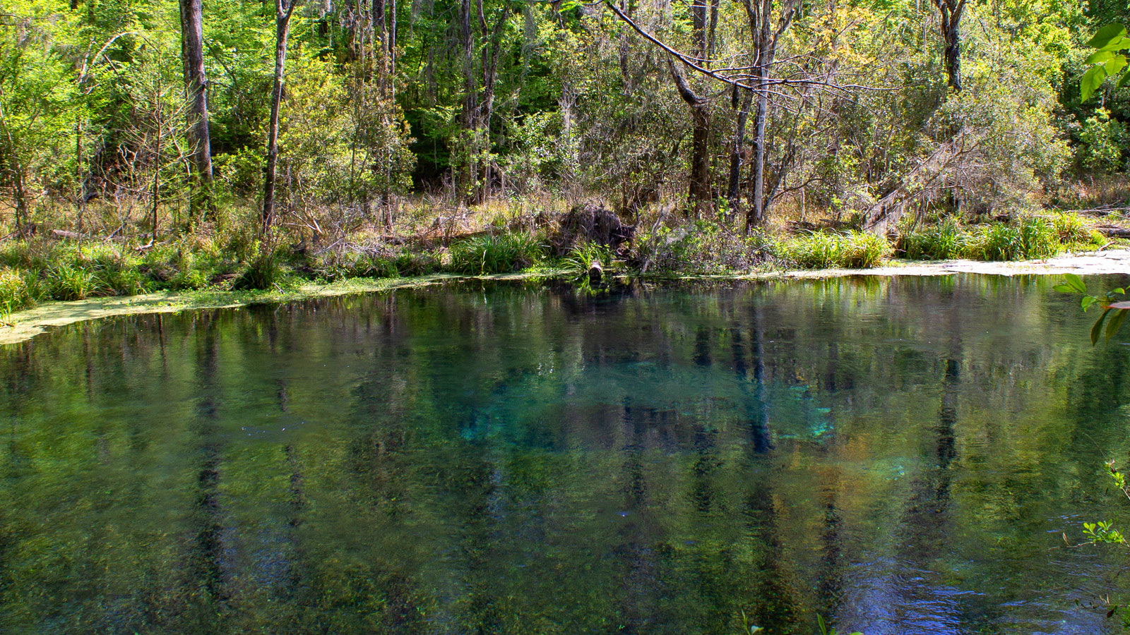 Water source in Florida’s Itchitucknee State Park