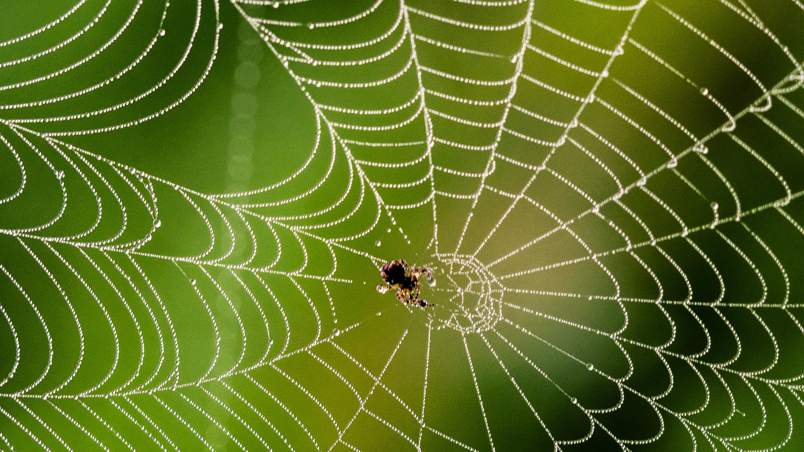 A spiderweb with a spider in the middle