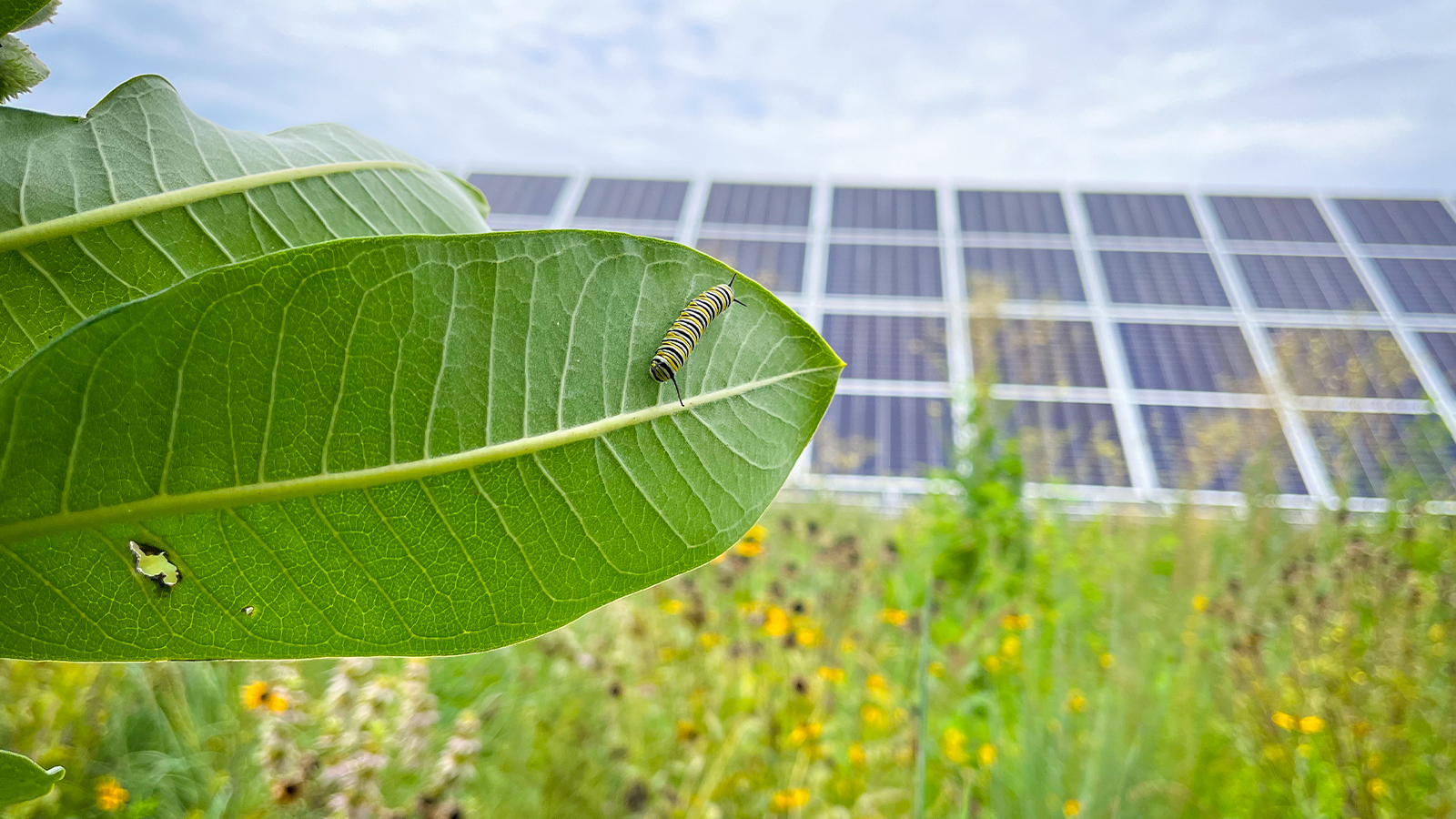 A caterpillar on a leaf in front of solar panels.