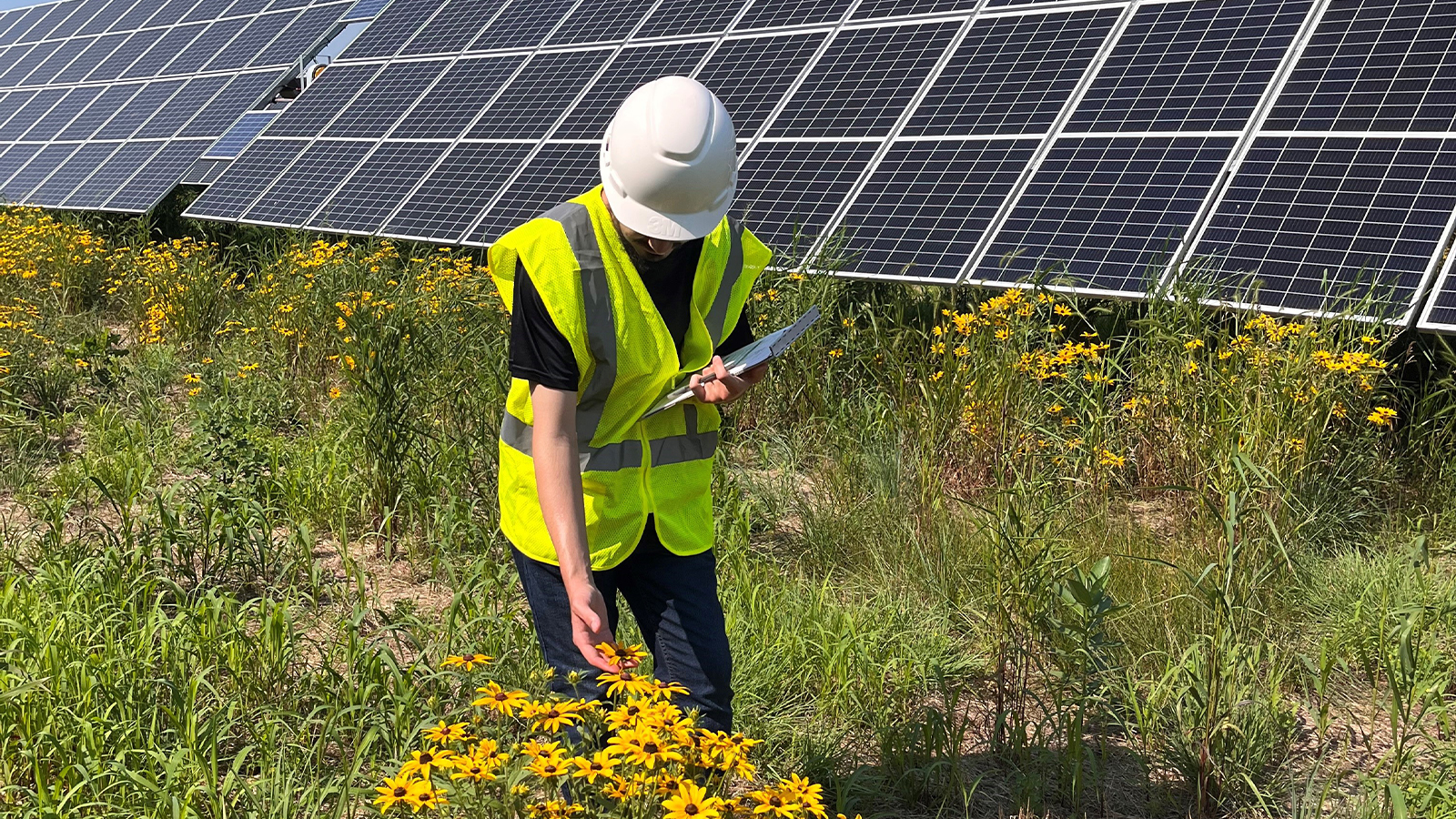 An Argonne scientist surveys for pollinators at a utility-scale solar facility.
