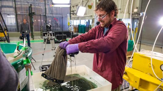 Argonne postdoctoral researcher Ed Barry wrings out a sheet of Oleo Sponge during tests at Argonne.