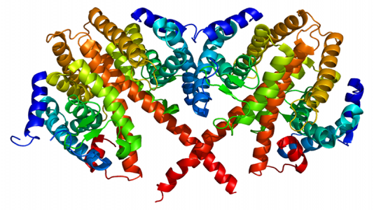 A look at the structure of the HNF-4A protein, which plays a critical role by binding to specific DNA sequences and regulating the production of a number of key proteins for normal cellular processes.