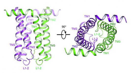 This 3D structural model of the SemiSWEET protein was based on data collected at the NE-CAT beamline at Argonne’s Advanced Photon Source . The two colors (green and purple) represent two copies of the protein molecules that, when joined, function as a single unit to allow sugar molecules across the membrane. Credit: Feng et al. 
