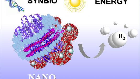The synthetic purple membrane assembly developed by Elena Rozhkova and fellow Argonne researchers. The assembly, which includes nanodiscs, titanium dioxide and platinum nanoparticles, can transform sunlight into hydrogen fuel. 