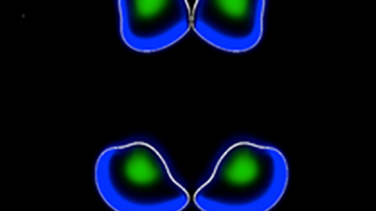 In a simulated collision, two cells deform as they bounce off each other. Many small such collisions can lead to a group of cells moving together in tandem, as modeled by researchers at Argonne National Laboratory.