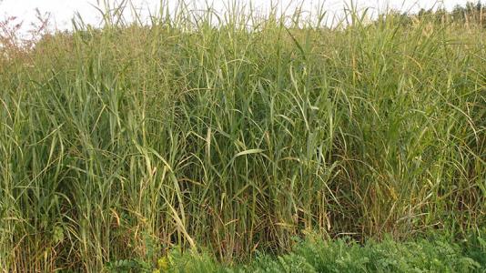 A switchgrass plot grown as part of an Argonne National Laboratory-led study to test how genetic variation within the switchgrass species affects growth.