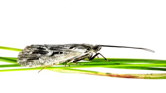 Most people know the caddisfly as the artificial bug on fly fishing lures. 