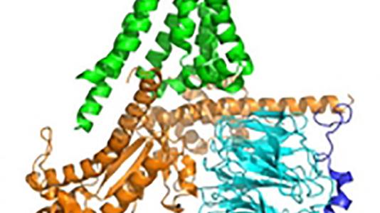 Scientists created this image of a G-protein-coupled receptor perched on a cell membrane.