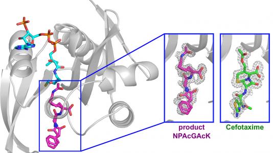 In a 3D structure of the protein, the binding site is shown in pink, representing a potential drug target. The green molecule shows binding of an antibiotic to the protein.