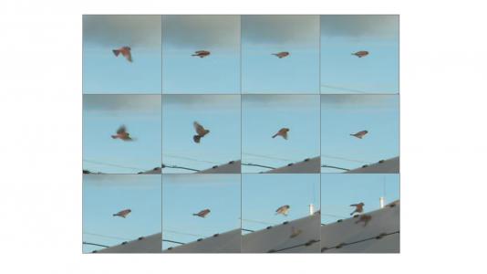 Bird movement captured in video. A series of small video frames will be used for a computer model to learn what a bird would look like. (Image by Argonne National Laboratory.)