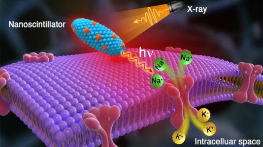 Artist’s rendering shows X-rays striking radioluminescent nanoparticles in the brain, which emit red light that triggers a sodium (Na+) and potassium (K+) ion influx and thereby activates brain neurons. (Image by Zhaowei Chen/Argonne National Laboratory.)