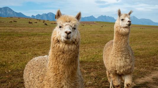 Llamas and other camelid mammals naturally produce tiny nanobodies against infections. Scientists are testing whether these small, stable antibodies might be an effective treatment against COVID-19. (Image by Shutterstock/Roger de la Harpe.)