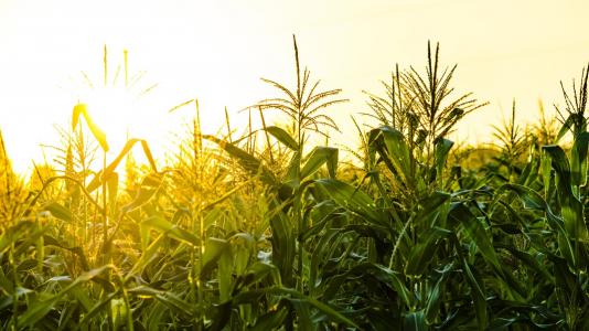 Corn field. (Image by Shutterstock/TB studio.)