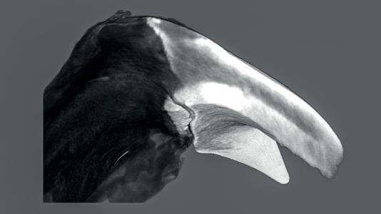 Image of tooth, black with white roots. (Image courtesy Northwestern University.)