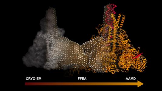 Illustrated graph with arrow from CRYO-EM to FFEA to AAMD. (Image by Argonne National Laboratory/University of Illinois at Urbana-Champaign)