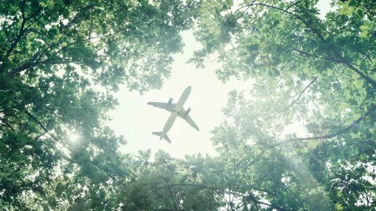 Image of airplane viewed through trees, from beneath. (Image by Shutterstock/Sergey Tinyakov.)