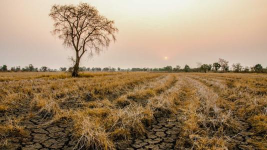 Sepia-toned image of field with dried-out earth; sun in background. (Image by Shutterstock/Sawat Banyenngam.)