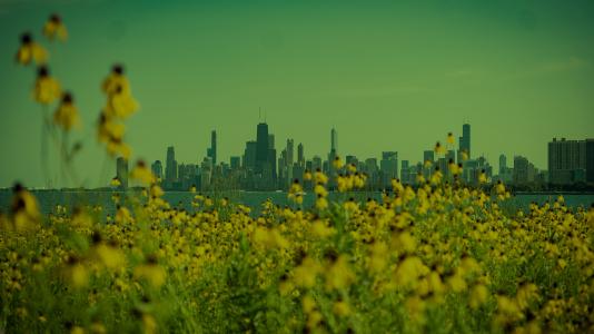 A green tinged image of sunflowers in the foreground of the Chicago skyline as seen from north of downtown.
