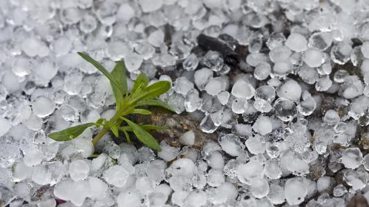 A small plant surrounded by hail
