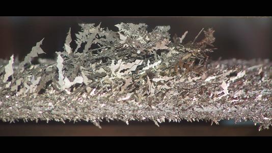 These tiny branches, or "dendrites," of pure uranium form when engineers reprocess spent fuel from nuclear fast reactors.